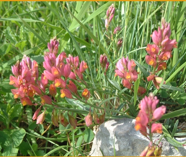 polygala?